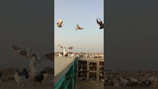 Chap Shirazi pigeon viralvideo kabutar [upl. by Eppesiug]