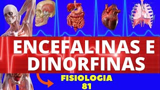 OPIÓIDES  ENCEFALINAS E DINORFINAS  NEUROTRANSMISSOR FISIOLOGIA DE GUYTON  NEUROFISIOLOGIA [upl. by Enirehtak797]