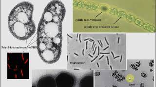 L1SA  Cours de Microbiologie Générale  Partie 2  Bactériologie suite 1 [upl. by Seidule]