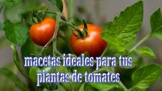 MACETA IDEAL PARA PLANTAS DE TOMATES [upl. by Thorny]