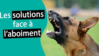 Comment stopper les aboiements de mon chien 1  Dr COZ [upl. by Reeher]