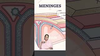 Meninges of brain science braindisease food humanbrain cookies braincells keto brainaneurysm [upl. by Ahseekan156]