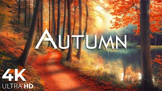 Enchanting Autumn Forests with Beautiful Piano Music🍁4K Autumn Ambience amp Fall Foliage 29 [upl. by Suhsoj348]