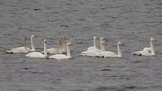 Whooper Swan HD [upl. by Berard744]