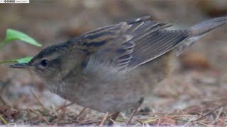 Pallass Grasshopper Warbler Locustella certhiola [upl. by Schwartz730]