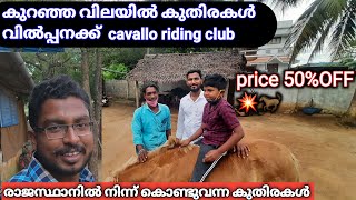 കുറഞ്ഞ വിലക് കുതിരകൾ വിൽപ്പനക്ക് horse for sale at 50 discount 😜cavallo riding club palakkad [upl. by Belier]