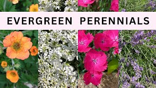 Top 10 Colorful Flowering Evergreen Perennials [upl. by Miharbi860]