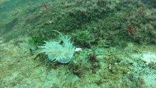 Giant Nudibranch Hunting Anemone [upl. by Yasdnyl754]