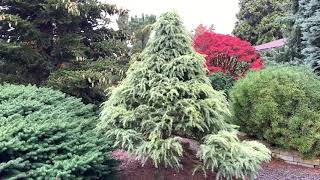 Cedrus deodara Snow Sprite White Tipped Himalayan Cedar 10292020 [upl. by Yelime]