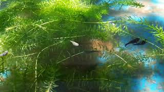 Hydrilla Aquatic Plant [upl. by Ellekram]