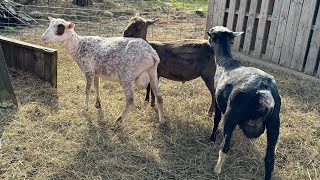 Sheep Shearing Day [upl. by Olivette]