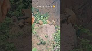 What are they doing😲 Sariska National Park S23 Ultra Wildlife photography Funny Monkey video [upl. by Ennybor]