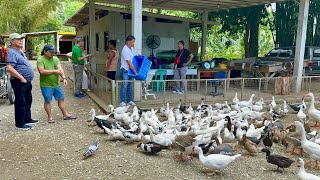 Sariling Gawang Feeds para sa Poultry  Amazing River Stone Tamaraw Falls at White Beach [upl. by Soph]