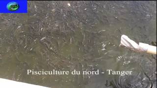 Tilapia farming in Morocco élevage de Tilapia nilotica au Maroc 摩洛哥的羅非魚養殖 [upl. by Aicsile249]