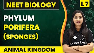 Phylum  Porifera Sponges  Animal Kingdom  L7  NEET Biology [upl. by Fidelis]