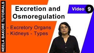 Excretion and Osmoregulation  NEET  Excretory Organs  Kidneys  Types  Neela Bakore Tutorials [upl. by Russ675]