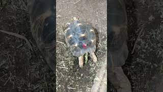 Radiated Tortoise  Chester Zoo chesterzoo tortoise reptiles africanwildlife shorts [upl. by Isacco]