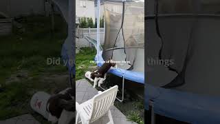 Cute Dog Checking Out New Things In The Yard Ember The English Springer Spaniel shorts [upl. by Sidoeht]