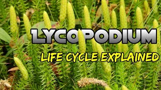 Lycopodium Life Cycle Easy Explanation Lycopodium Life Cycle Explaine BSC 1st Year Biology Botany [upl. by Sakul]