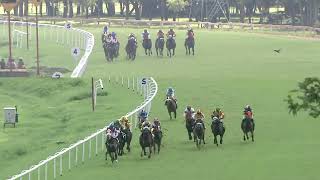 NATURAL GOLD with Aman up wins The Red Rufus Plate Div1 2024 RACE NO 39 [upl. by Aldora]