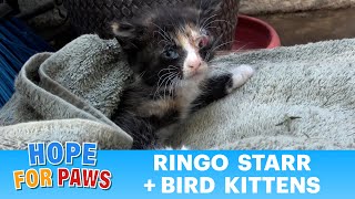 Mom abandons sick kittens and with your help we will make them healthy ❤️😺❤️ kittenrescue [upl. by Harbert]