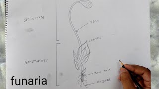 how to draw funaria diagram [upl. by Daza23]