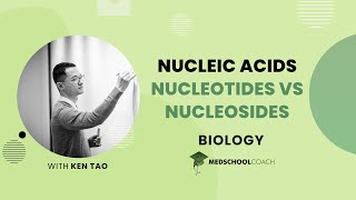 Nucleotides vs Nucleosides [upl. by Ecaj249]