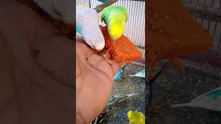 This Amazon bird toy is SO COOL birds parrot birdslover budgis lovebirds budgiegar budgies [upl. by Zachar325]