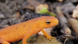 How to Care for Newts and Salamanders A General Care Guide Part 1 [upl. by Gibun]