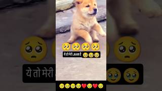 Love you baby love 💕💕💕 song music love lovesong tamil doglover lovesongs cute [upl. by Onitnas]