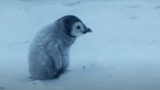 Baby Penguin Must Find Mother Before Freezing  Snow Chick A Penguins Tale  BBC Earth [upl. by Ossy]