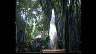 Corpse Flower Time Lapse [upl. by Finnegan151]