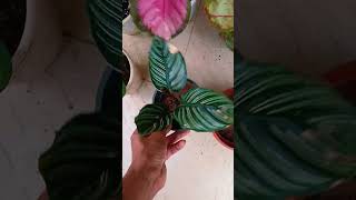 Calathea combo rs1050 cc whatsapp 9074051495 [upl. by Mathian]