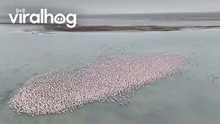 Flamingos Overtake Kazakhstans Lake Karakol  ViralHog [upl. by Anitel]