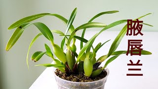 Maxillaria tenuifolia and Maxillaria variabilis 腋唇兰 [upl. by Milewski]