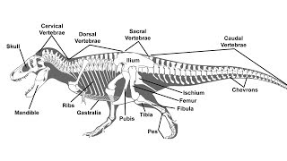 A Guide to Paleontological Terms [upl. by Herwick]