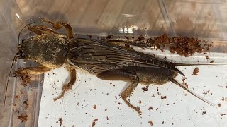 땅강아지 Mole Cricket Gryllotalpa Orientalis [upl. by Klemm]