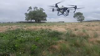 pr fumigaciones y servicios en sierra de la ventana aplicación con dron a sarsamora en sierras [upl. by Eellah]