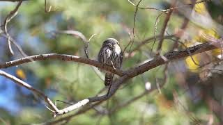 unedited pygmy owl  undisclosed location [upl. by Ettennyl]