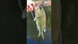 Prefishing minnesota bassfishing fishing mn [upl. by Akenet]