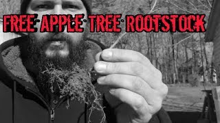 Propagation Stool Layering Apple Rootstock [upl. by Prentiss]