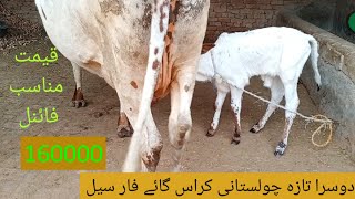 tesra sowa cholstani crass cawo far sale on youtube in punjab pakistan 6112024 [upl. by Alejna58]