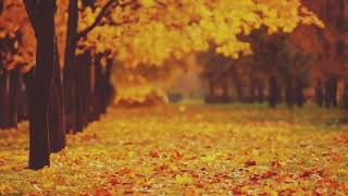 autumn otoño Vivaldi  video musical  relaxing video vivaldi [upl. by Gertruda]