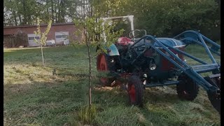 Hanomag Perfekt 300  Grasschneiden mit Mähbalken  cutting grass [upl. by Perrin712]