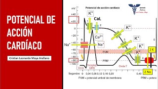 🔴 POTENCIAL DE ACCIÓN CARDÍACO  FISIOLOGÍA CARDÍACA [upl. by Akelam]