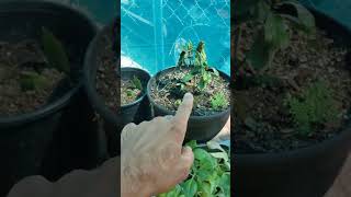 Psychotria Nexus plant repotting plantmedicine chacruna plants [upl. by Atsocal124]