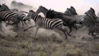 Zebra amp Wildebeest Stampede [upl. by Hilary]