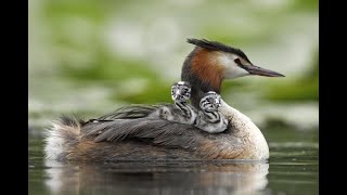 Chant du grèbe huppé  Great crested grebe song [upl. by Mayer]