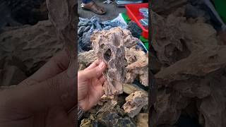 Root over rock ficus bonsai  I will try a new way  part 2 Short in hindi [upl. by Allimak677]