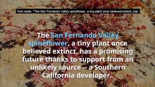 San Fernando Valley spineflower [upl. by Lerraf387]